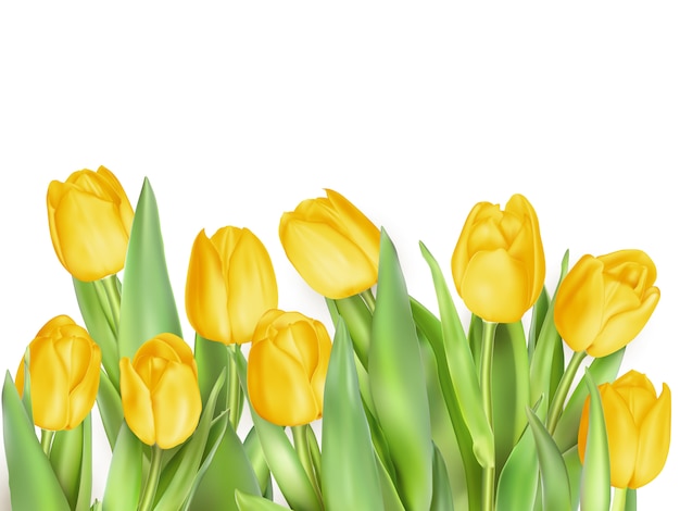 Fiori Di Tulipano Isolati