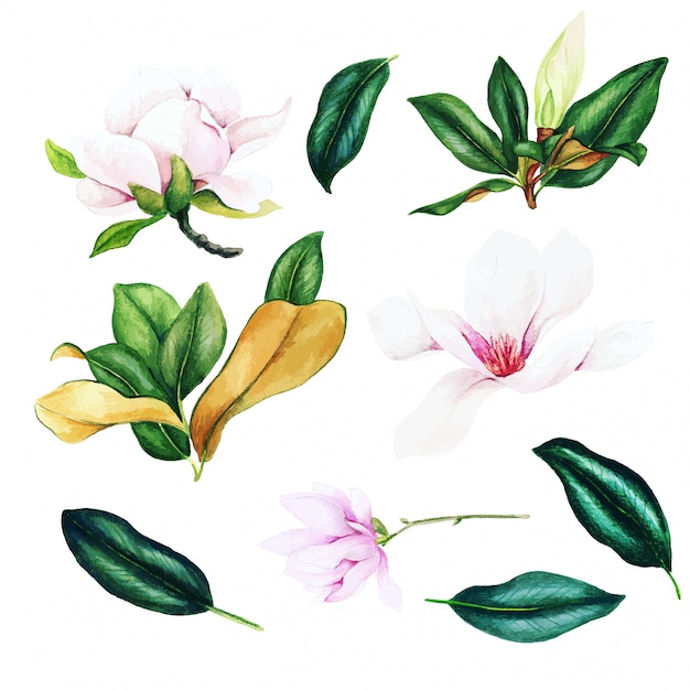 Fiori e foglie rosa-chiaro della magnolia, insieme dell'acquerello