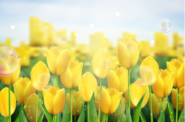 Fiori gialli dei tulipani nel giardino