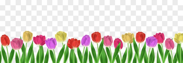 Fiori variopinti del tulipano di vettore con le foglie isolate sul png