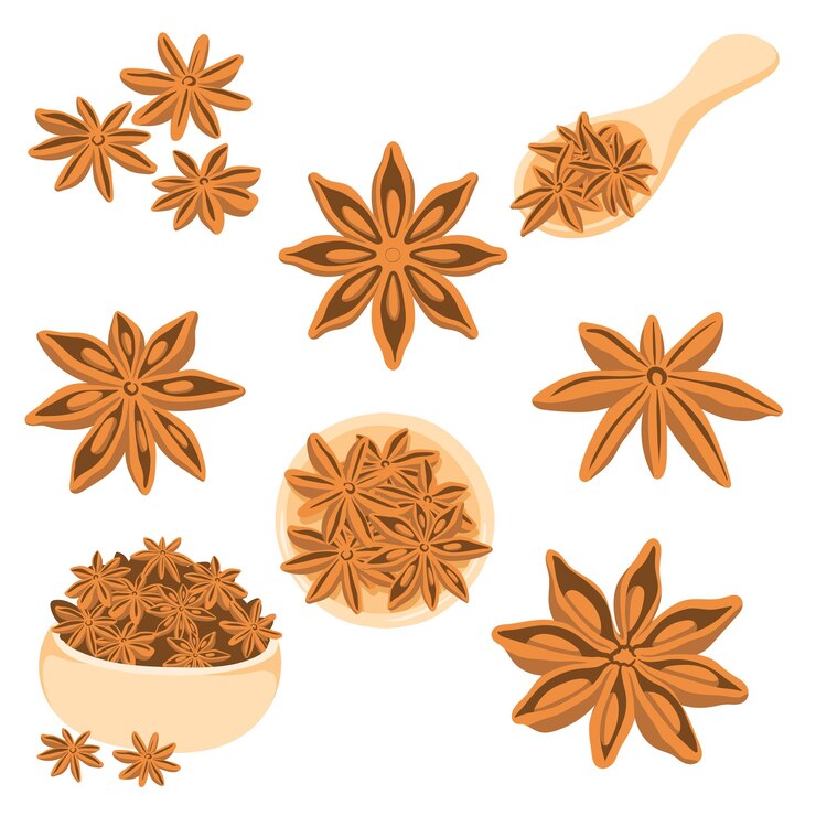 Vettore flat vector star anise illustrazione set elementi spice disegnati a mano