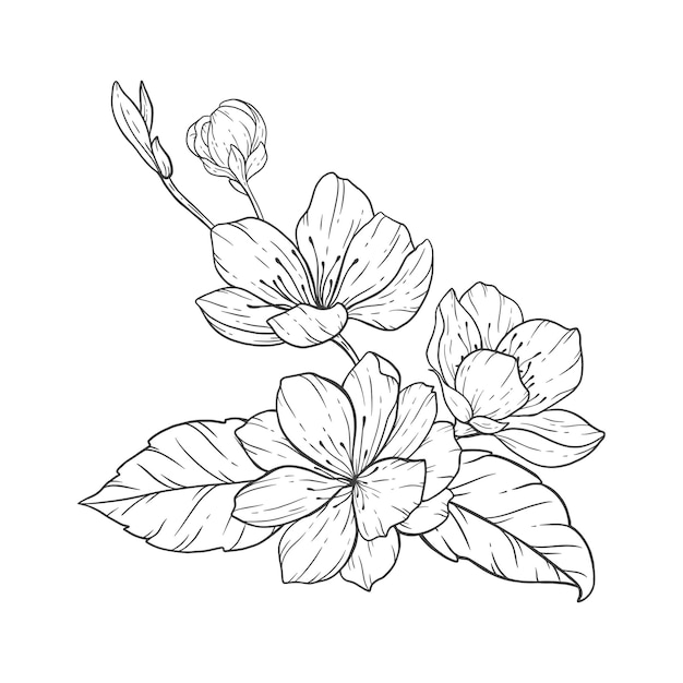 Floral Line Art, Sakura Flower Outline Illustration Set, Sakura Branch Black and White