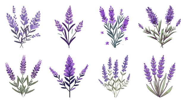 Flore di lavanda Illustrazione disegnata a mano Elementi decorativi carini Set