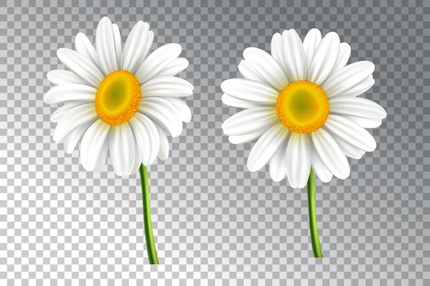 Flore di margherita vettoriale realistica 3D su uno sfondo trasparente Illustrazione di camomilla