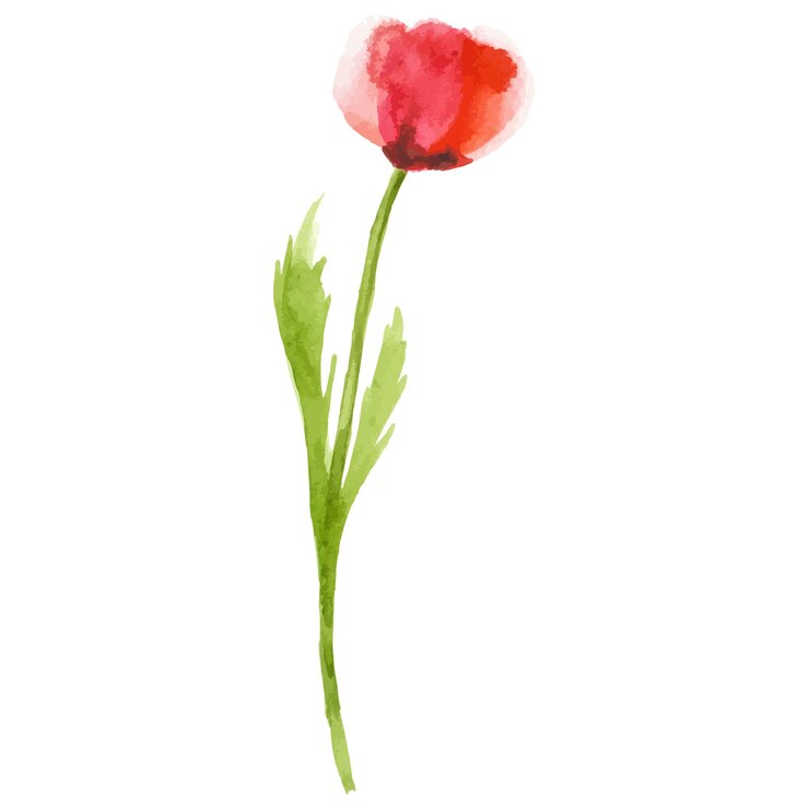 Flore di papavero dipinto ad acquerello vettoriale Elemento di design disegnato a mano isolato su sfondo bianco
