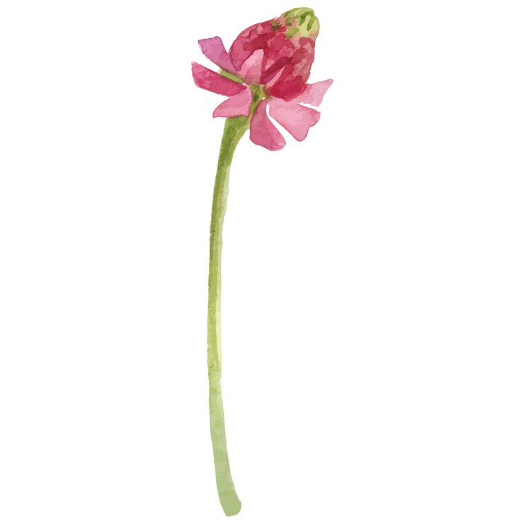 Flore dipinto ad acquerello vettoriale Elemento di design di fiore disegnato a mano isolato su sfondo bianco