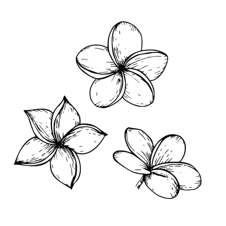 Vettore flori di plumeria vettoriale tropicale illustrazione su sfondo isolato bella pittura botanica a mano