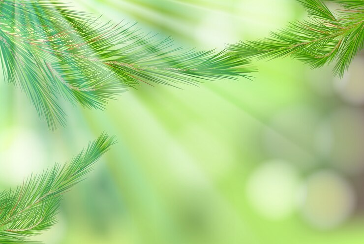 Vettore foglia dell'albero di pino sulla priorità bassa della natura