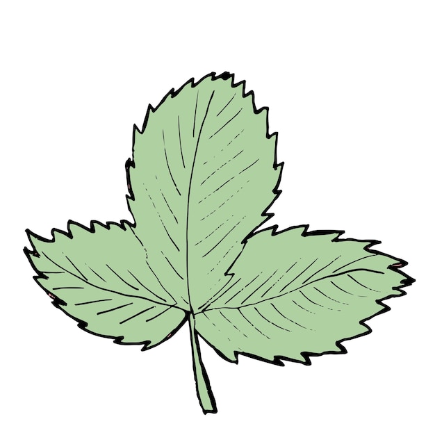 Foglia di fragola Illustrazione vettoriale disegnata a mano