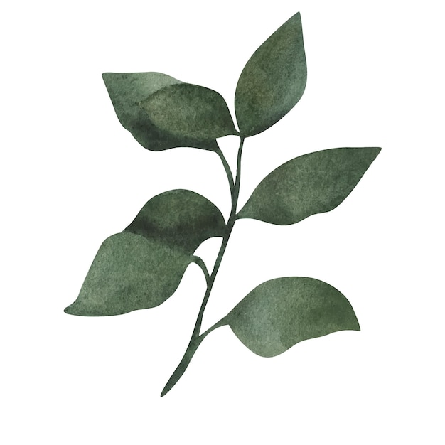 Foglia verde isolata su sfondo bianco elemento acquerello