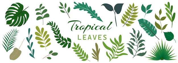 Foglie della giungla Disegni animati di diverse piante tropicali Palma banana monstera
