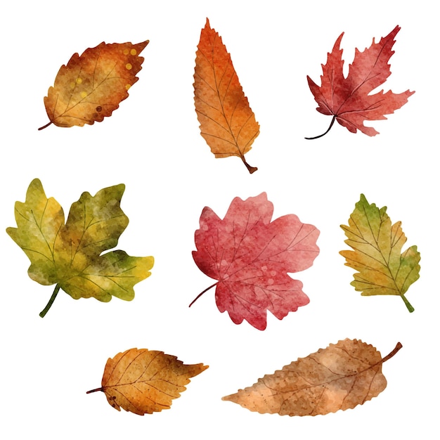 Foglie di autunno Acquerello