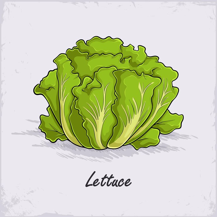 Vettore foglie di lattuga verde fresca organica e sana disegnate a mano per una buona nutrizione e una migliore salute del corpo