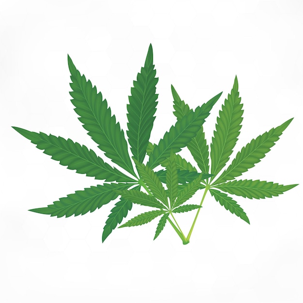 Foglie di marijuana verde Erbe mediche su sfondo bianco