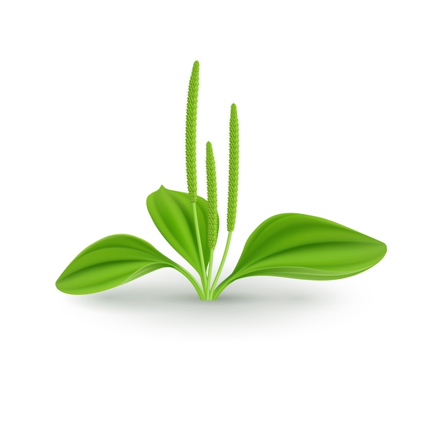 Foglie Di Plantago