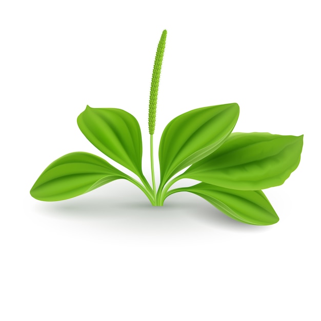 Foglie Di Plantago