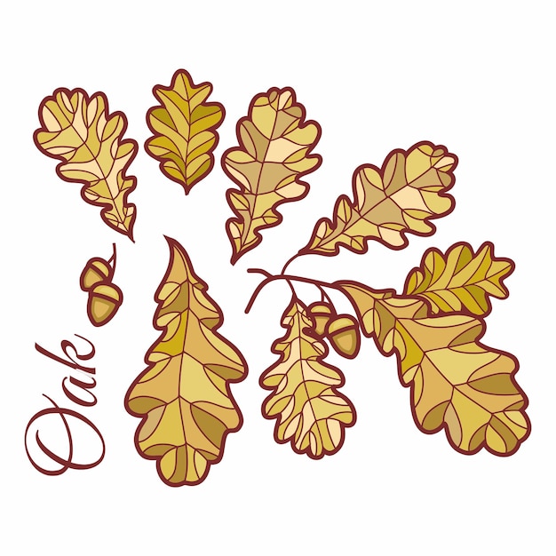 Foglie di quercia in illustrazione macchiata Ghiande e foglie di quercia verde Design autunnale Temi forestali