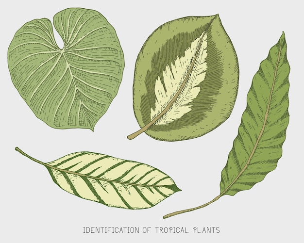Foglie tropicali o esotiche disegnate a mano incise foglie isolate di diverse piante dall'aspetto vintage monstera e palma di felce con set botanico di banana