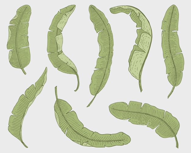 Foglie tropicali o esotiche foglia di diverse piante vintage monstera e palma di felce con banana