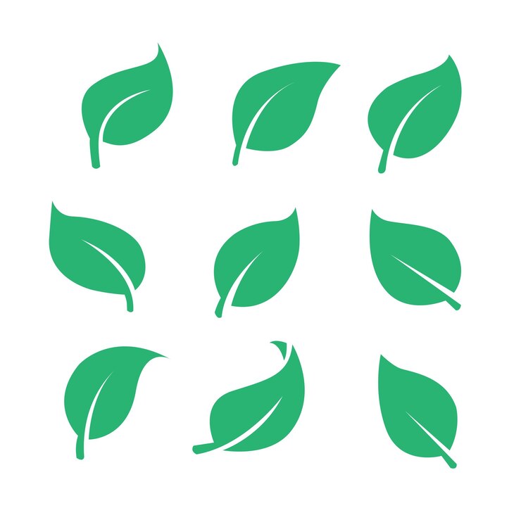 Foglie verdi isolate su sfondo bianco Elementi di design per il logo e l'ambiente biologico