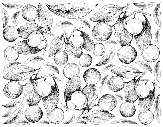 Fondo disegnato a mano di Buffalo Thorn Fruits