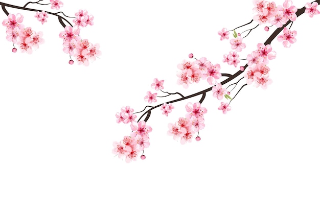 Fondo rosa del fiore di sakura. Ramo di fiori di ciliegio con fiore di sakura. Sakura su sfondo bianco. Bocciolo di ciliegio dell'acquerello. Ramo di fiori di ciliegio con fiore rosa. Fiore di ciliegio dell'acquerello.