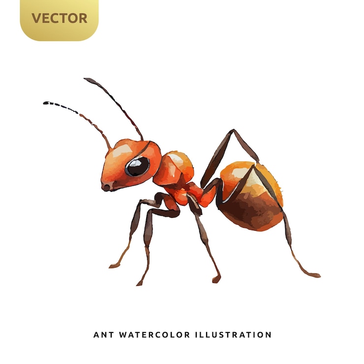 Vettore formica rossa acquerello isolato su sfondo bianco bambini insetto animale fumetto illustrazione vettoriale