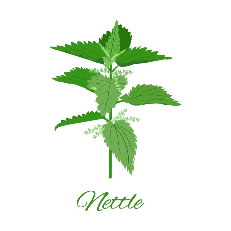 Vettore fresco verde ortica ortica erba illustrazione vettoriale su sfondo bianco isolato