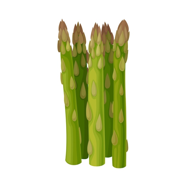 Fresh Green Asparagus Spears Vector Illustrated Plant Organic Raw Vegetarian Product Concept (Concetto di prodotto vegetariano crudo biologico)
