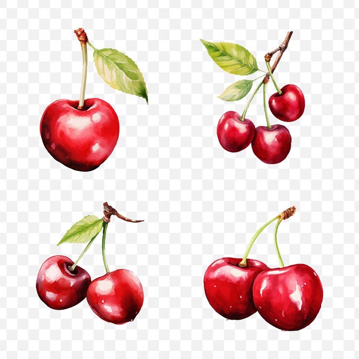Frutta di ciliegio in acquerello