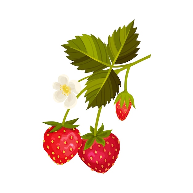 Frutta di fragola matura appesa a un gambo sottile con illustrazione vettoriale di fiori in fiore