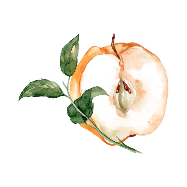 Frutta fresca di mela cotogna gialla matura sul ramo Illustrazione dell'acquerello disegnata a mano