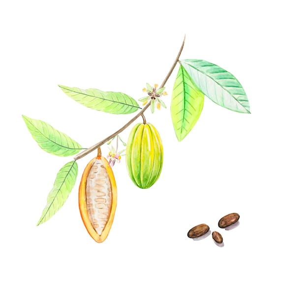 Frutti dell'acquerello e foglie di cacao