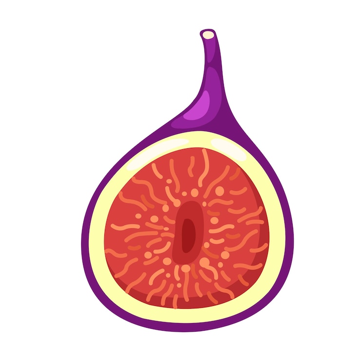Vettore frutti di fico per la salute su sfondo bianco illustrazione