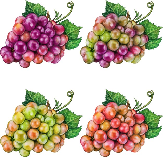 Frutto d'uva disegnato a mano ad acquerello