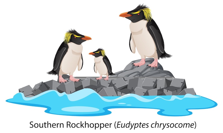 Vettore fumetto del pinguino saltaroccia del sud sulla roccia