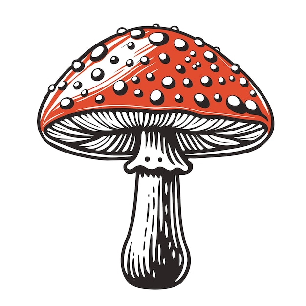 funghi agaric a mosca