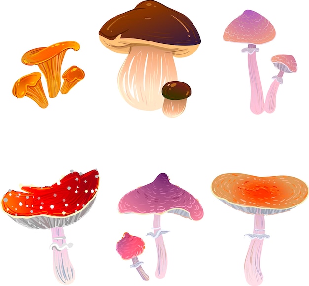 Funghi diversi