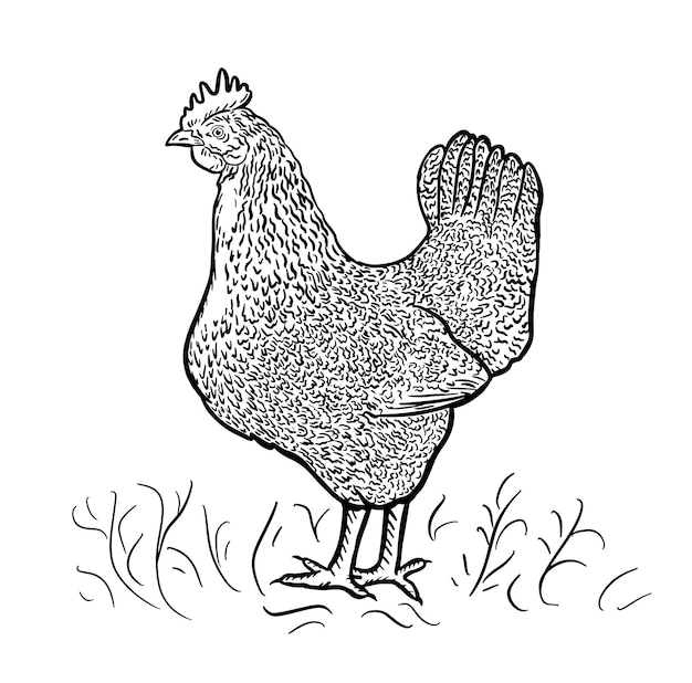 Gallina graficamente disegnata. Foto di uccelli retrò disegnati a mano in stile incisione. Illustrazione vettoriale.