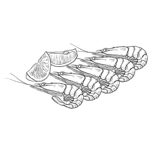 Gamberetti con lime isolati su sfondo bianco Illustrazione vettoriale disegnata a mano
