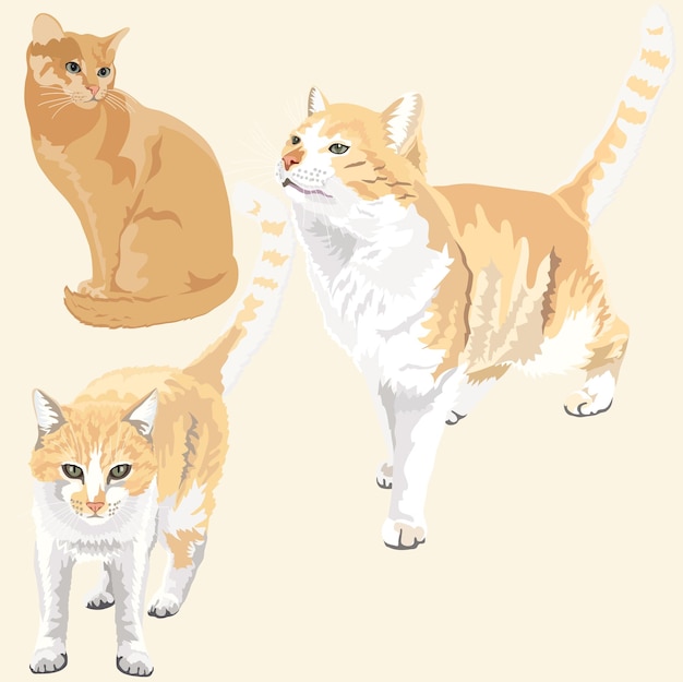 Gatti zenzero carini e divertenti
