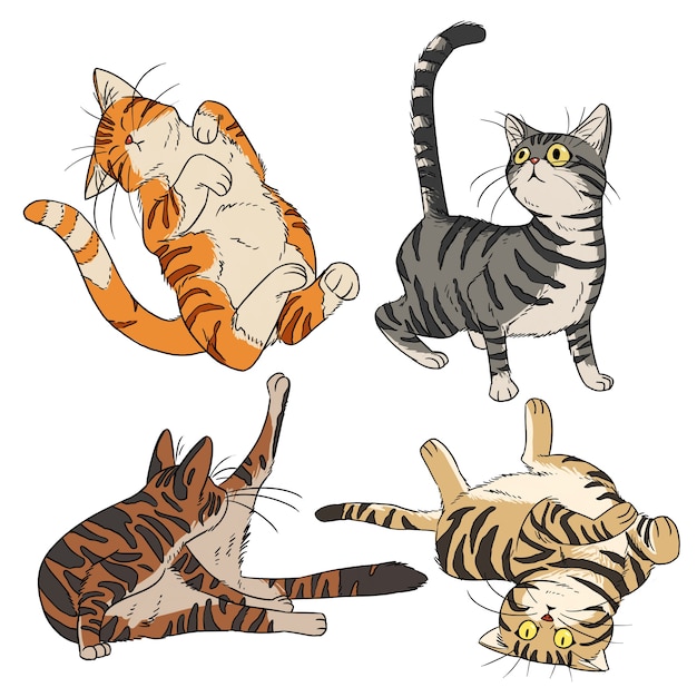 Gatto carino.