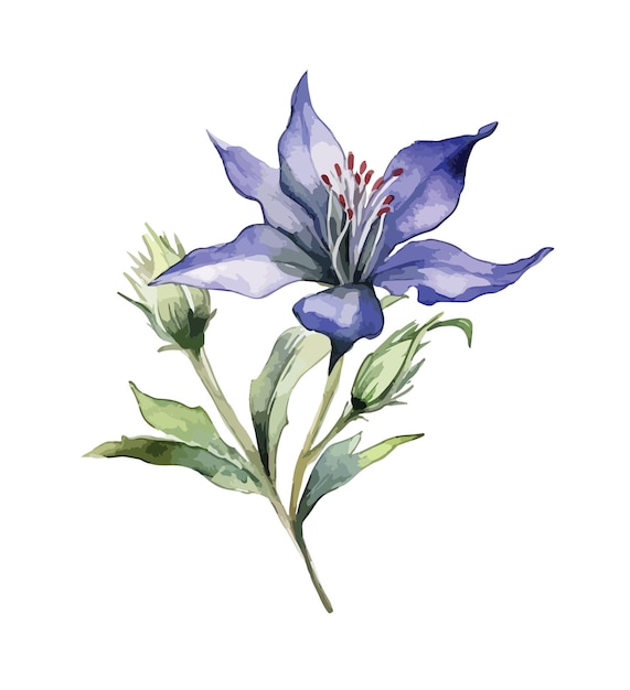 Gentiana fiore clipart isolato illustrazione vettoriale