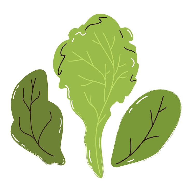 Vettore germogli di verdure e foglie di lattuga oregano basilico spinaci vegetariano biologico mercato agricolo