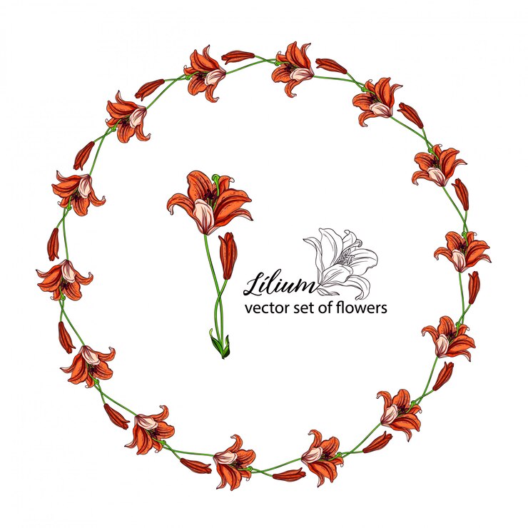 Vettore ghirlande floreali dai boccioli di fiori del giglio. orange lily.