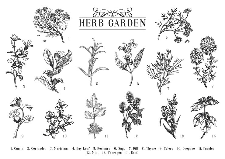 Giardino delle erbe ambientato in illustrazioni vettoriali disegnate