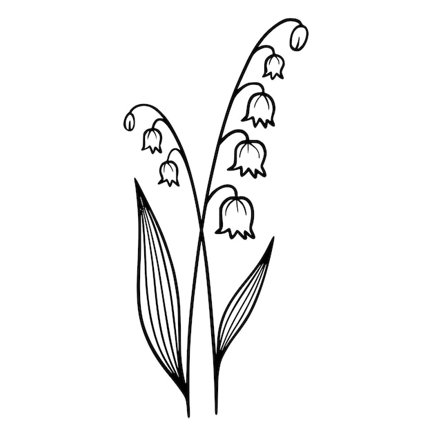 Giglio della valle su sfondo bianco Illustrazione disegnata a mano di un mughetto primaverile