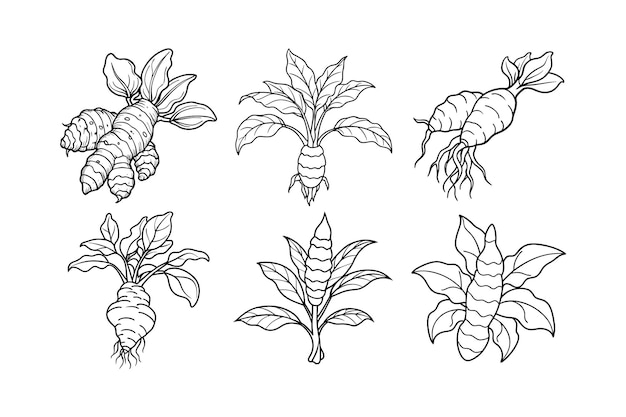 Ginger Zingiber officinale design etichettato line art illustrazione vettoriale