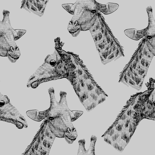 Giraffa