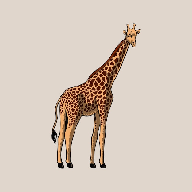 Giraffe della savana